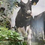 Bicycle 암스테르담